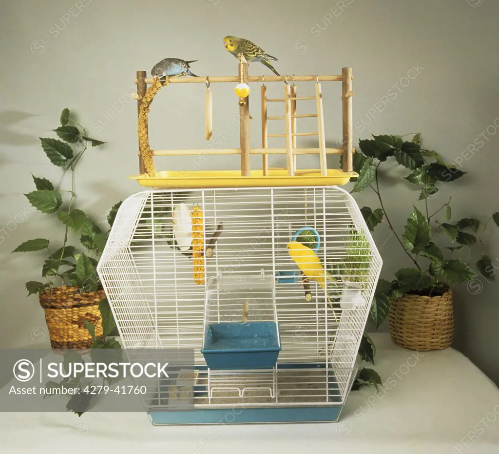 budgerigars with cage and playground