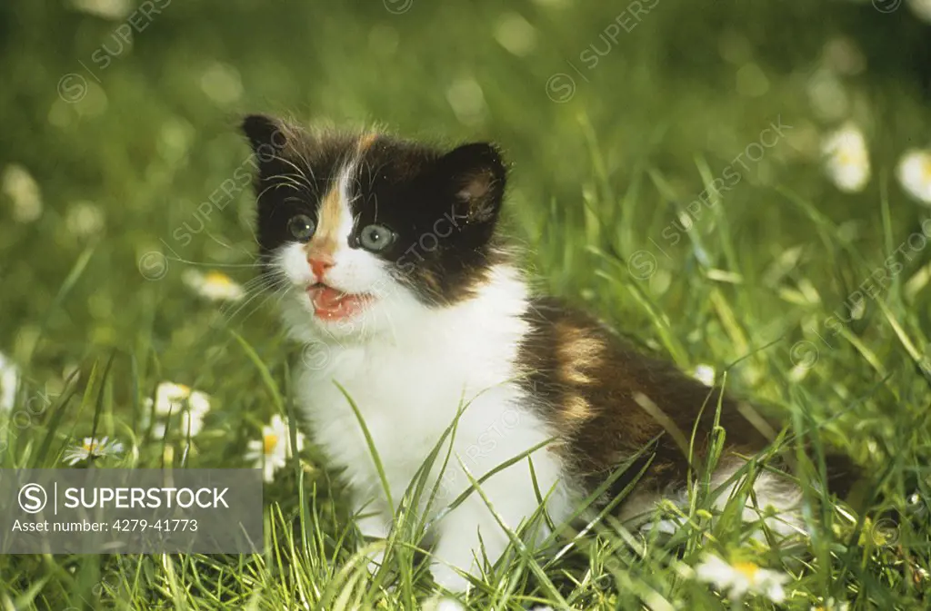 young Angora cat - on meadow