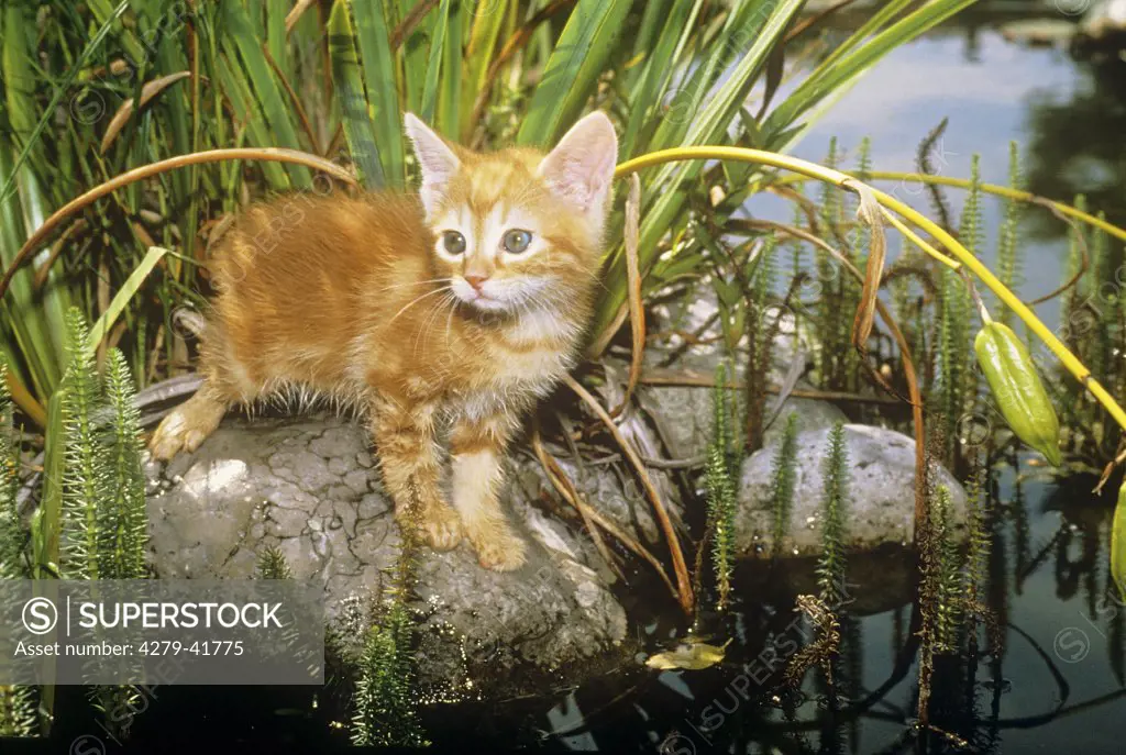 domestic kitten - standing at pond ,