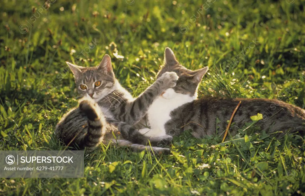 two tabby domestic cats - playing on meadow