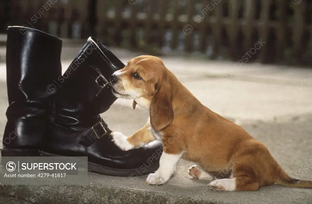puppy biting in shoe