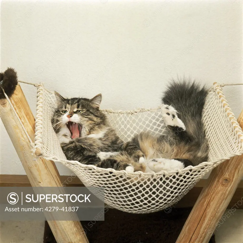 cat - lying in hammock