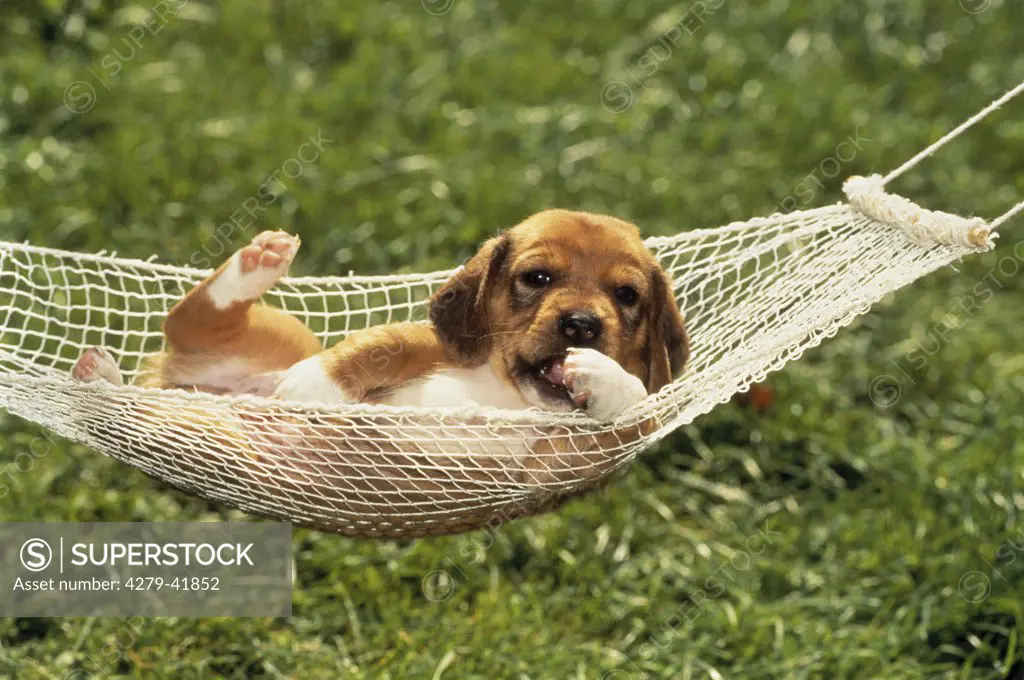 half-breed puppy in hammock