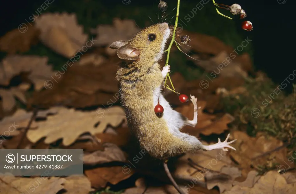 apodemus sylvaticus, wood mouse