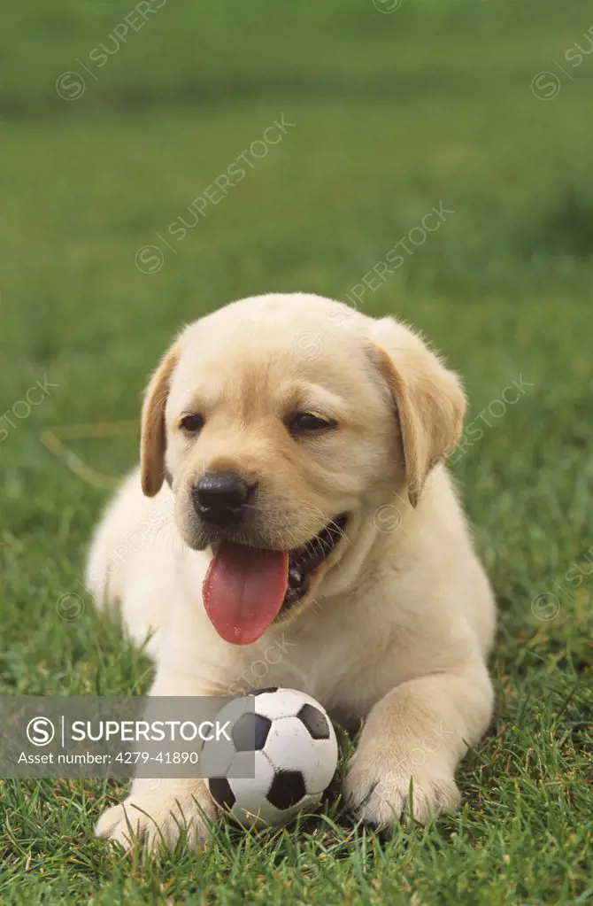 labrador retriever puppy with ball on meadow
