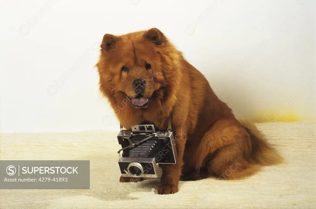 Chow Chow with camera