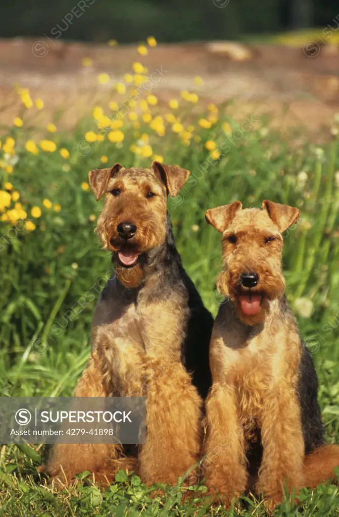two dogs sitting on meadow