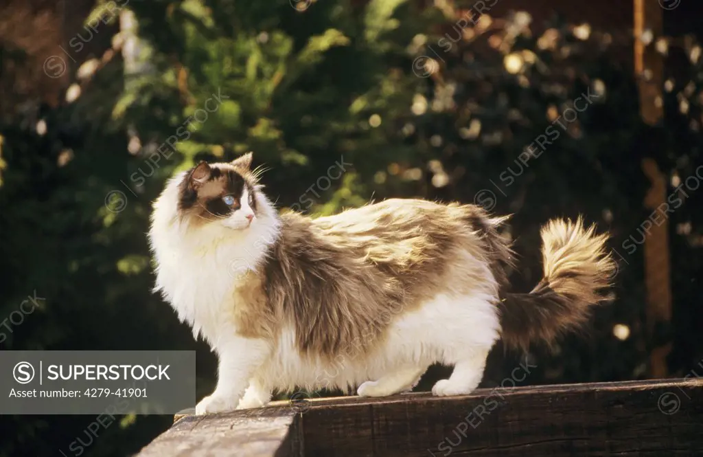 Ragdoll cat - standing on a wooden beam