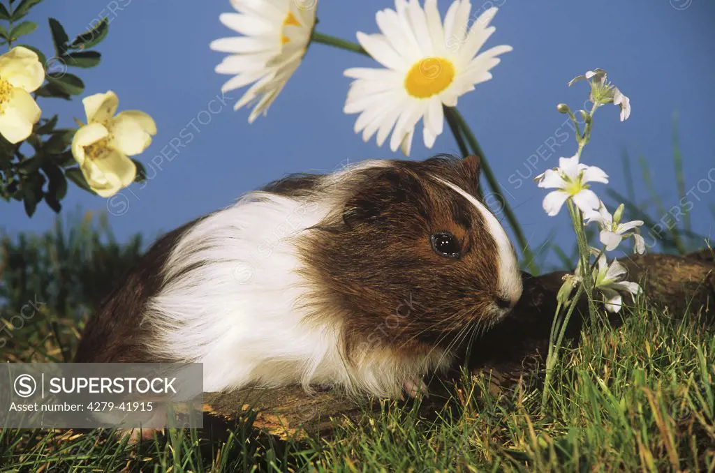 guinea pig on meadow next to flowers