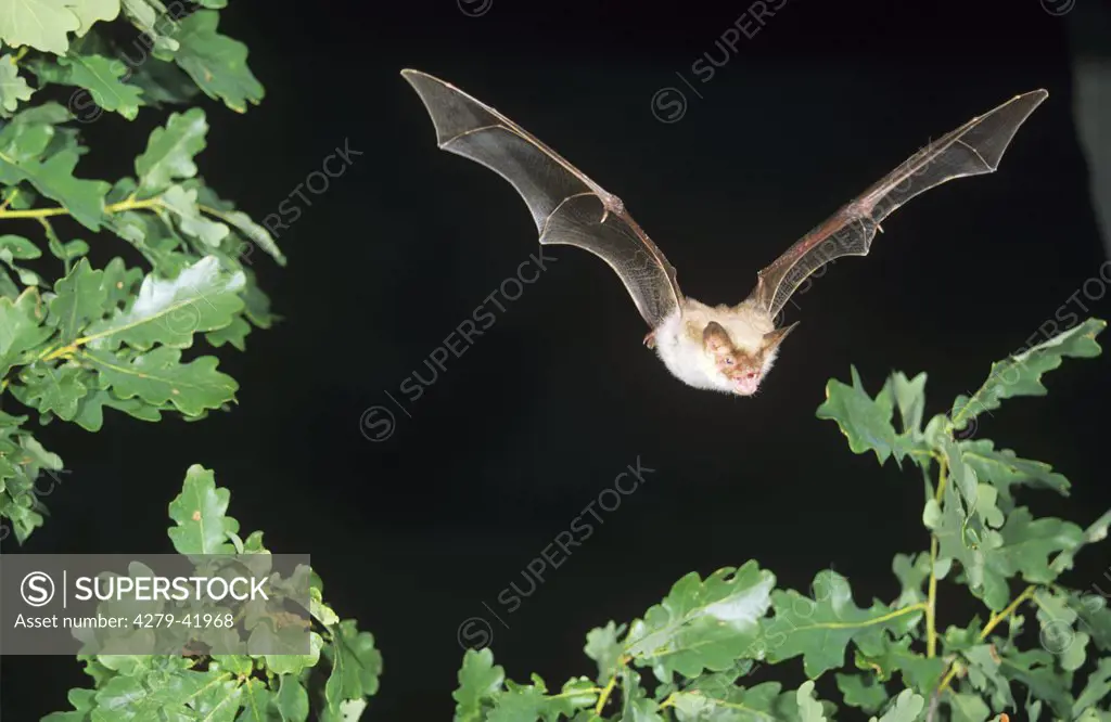 myotis myotis, greater mouse-eared bat -flying -
