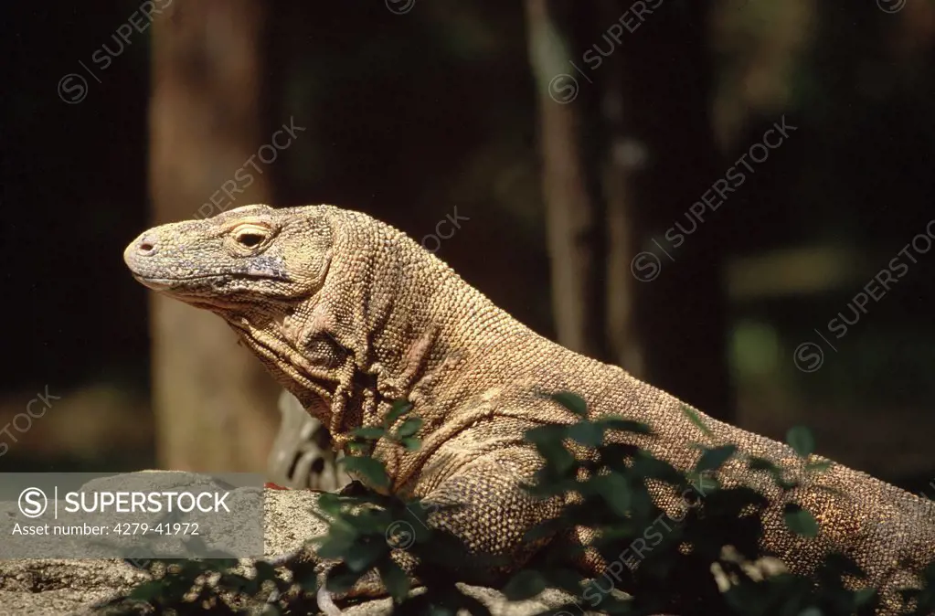 Komodo dragon, ora, Varanus komodoensis