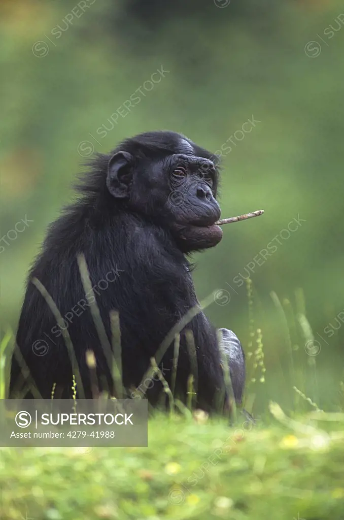 bonobo - sitting on meadow