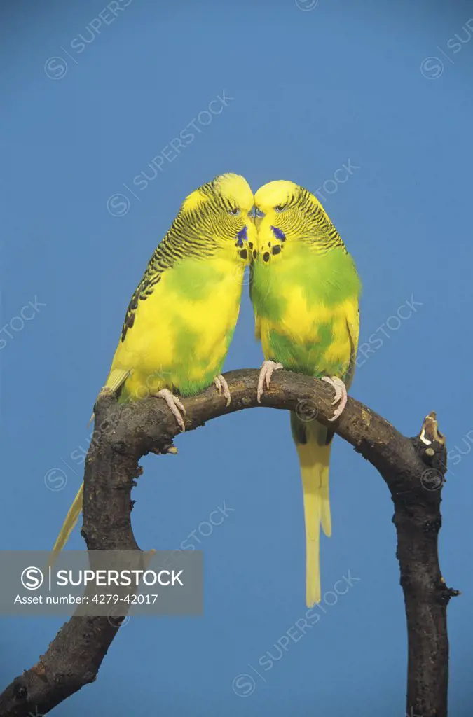 two budgerigars - on branch, Melopsittacus undulatus