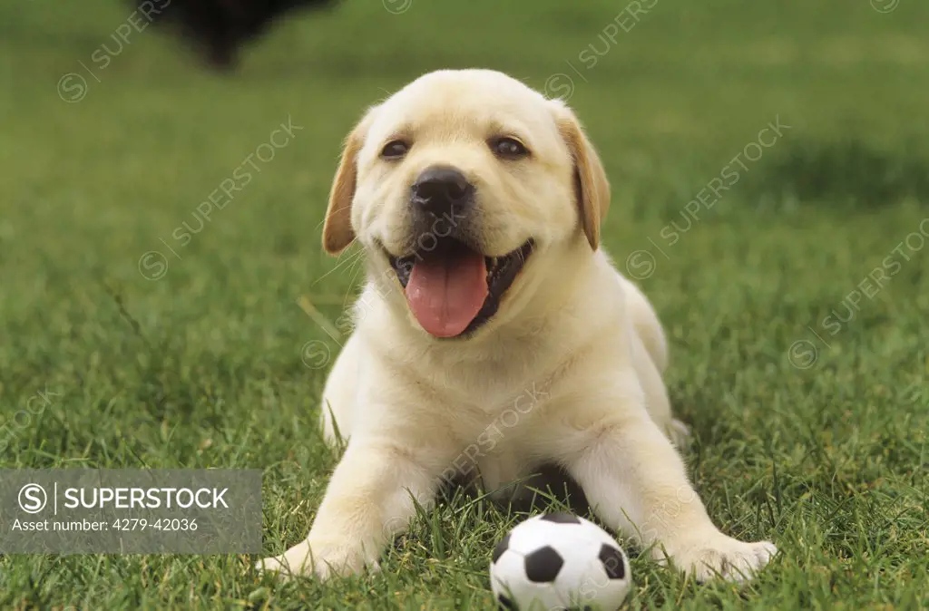 Labrador Retriever puppy with ball - lying on meadow