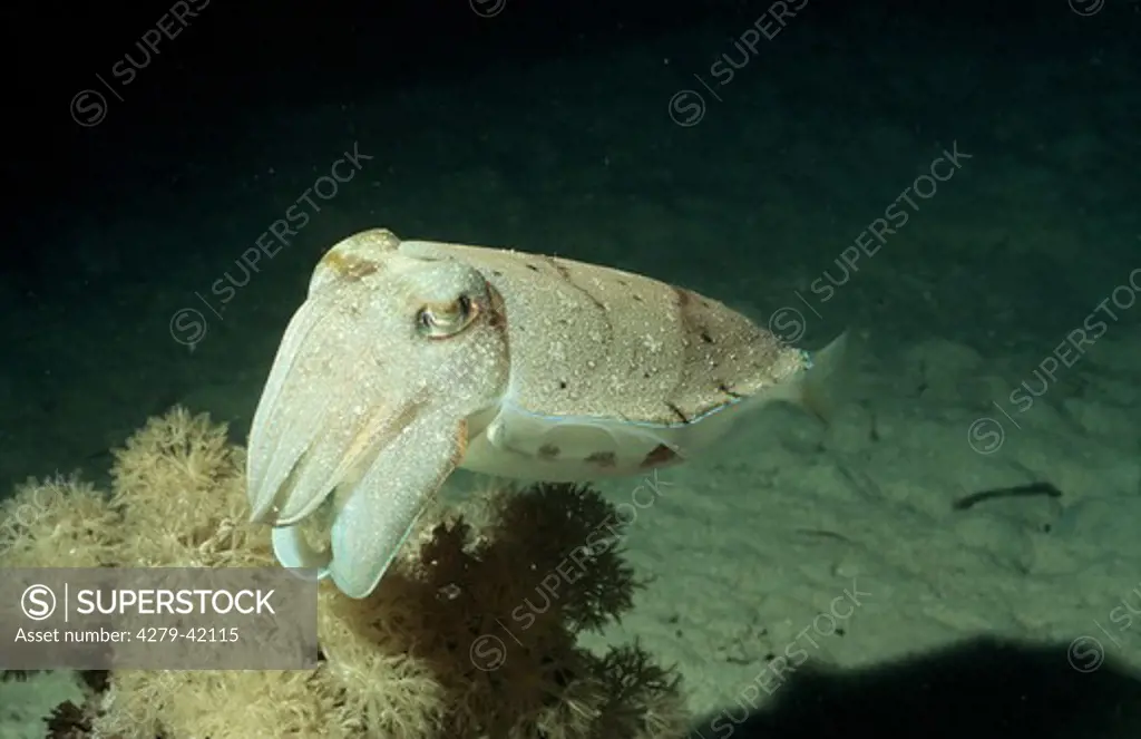 Sepia officinalis, common cuttlefish