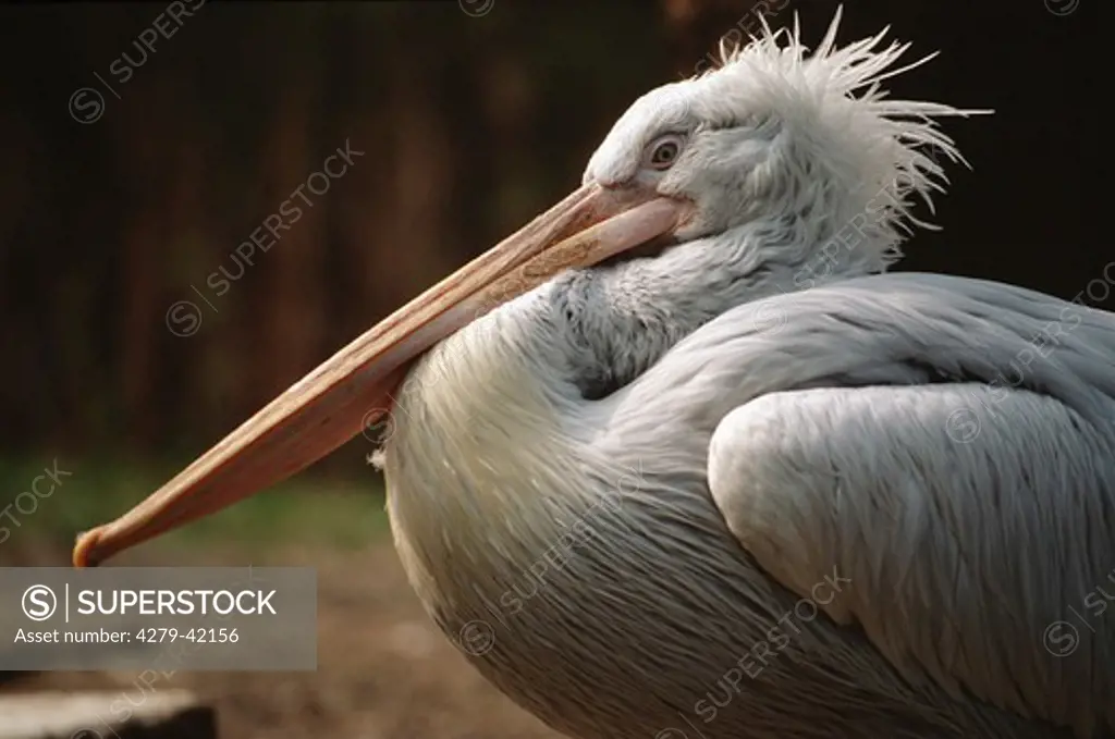 Dalmatian pelican, Pelecanus crispus