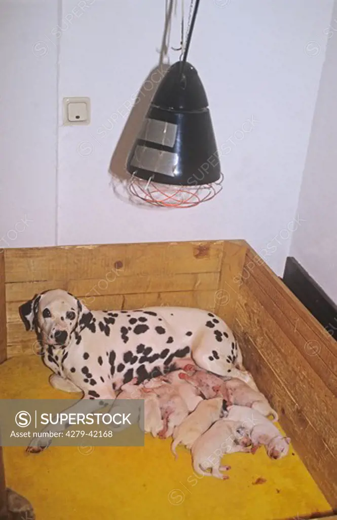 dalmatian she dog with whelps