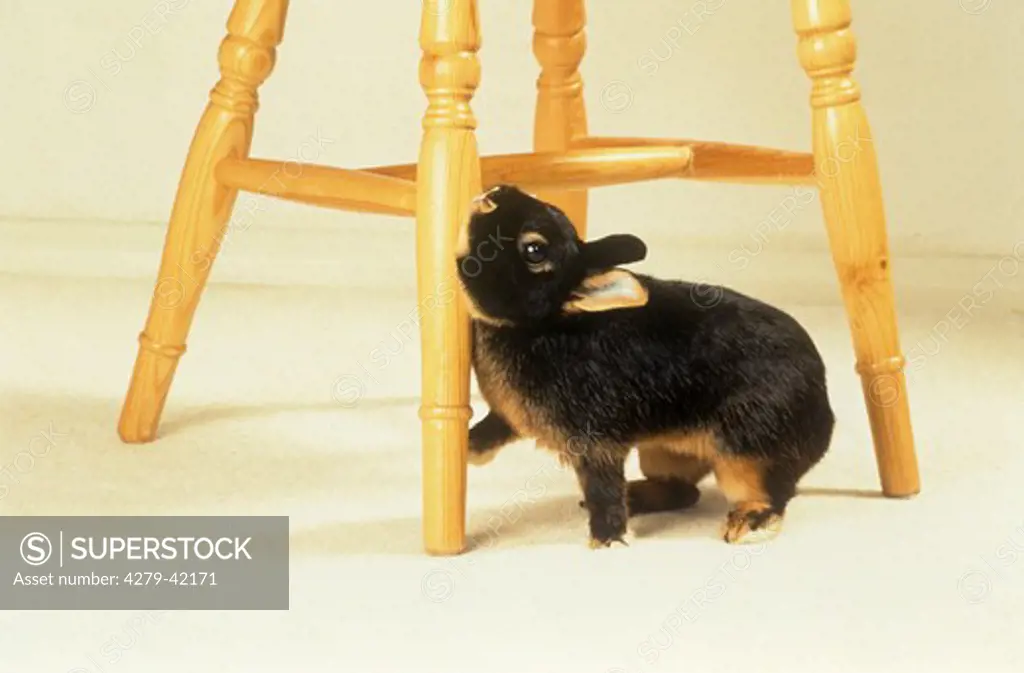 behaviour : dwarf rabbit marking chair