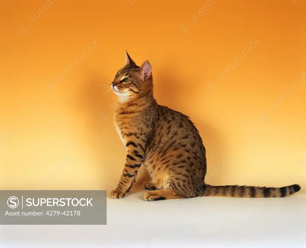 egyptian mau - sitting - lateral - cut out
