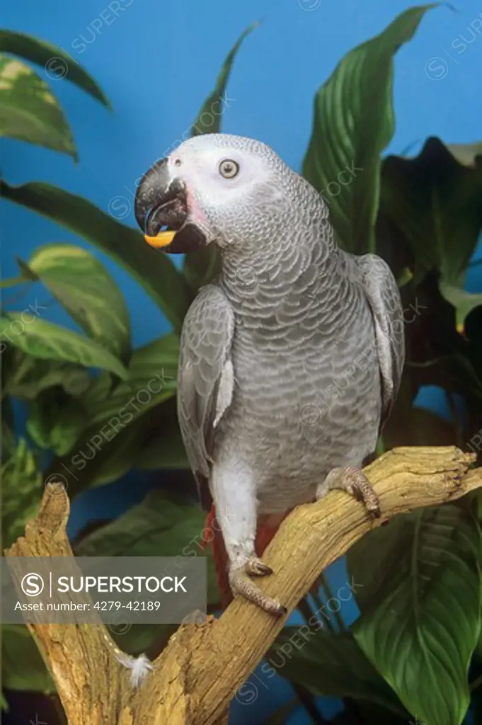 African Grey Parrot with peanut, Psittacus erithacus
