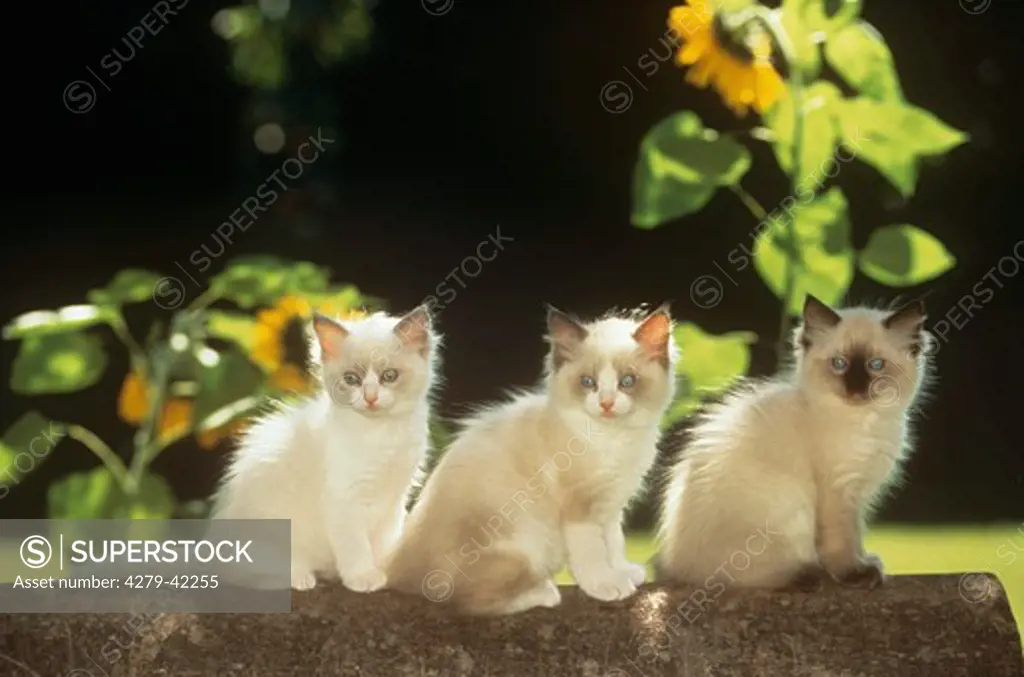 three Ragdoll kittens - sitting