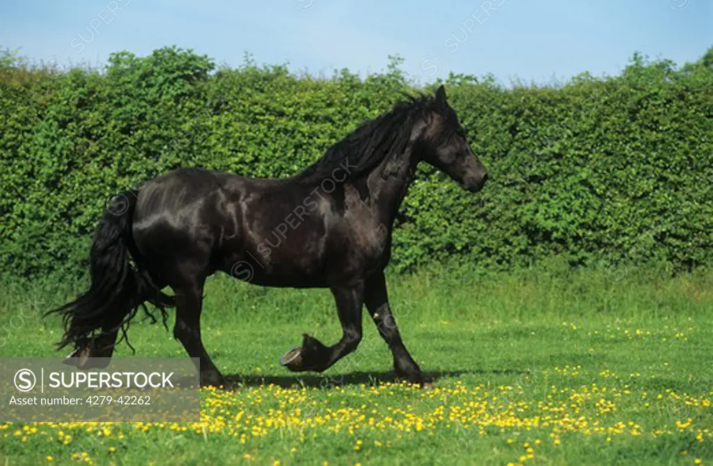 Frisian horse - trotting on willow