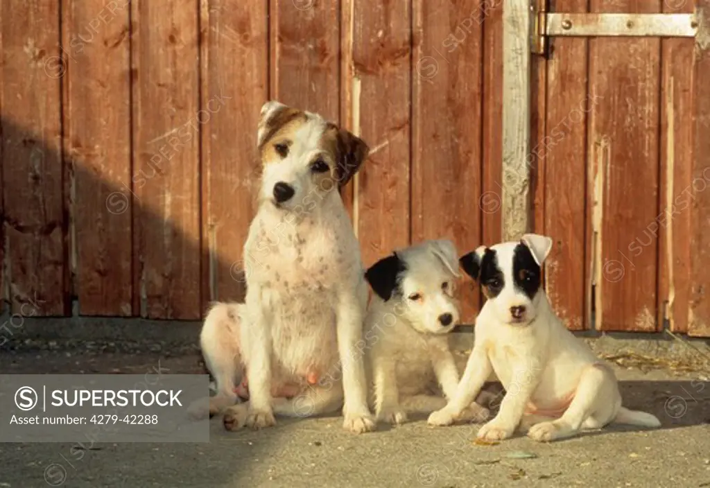 Jack Russell Terrier with two puppies