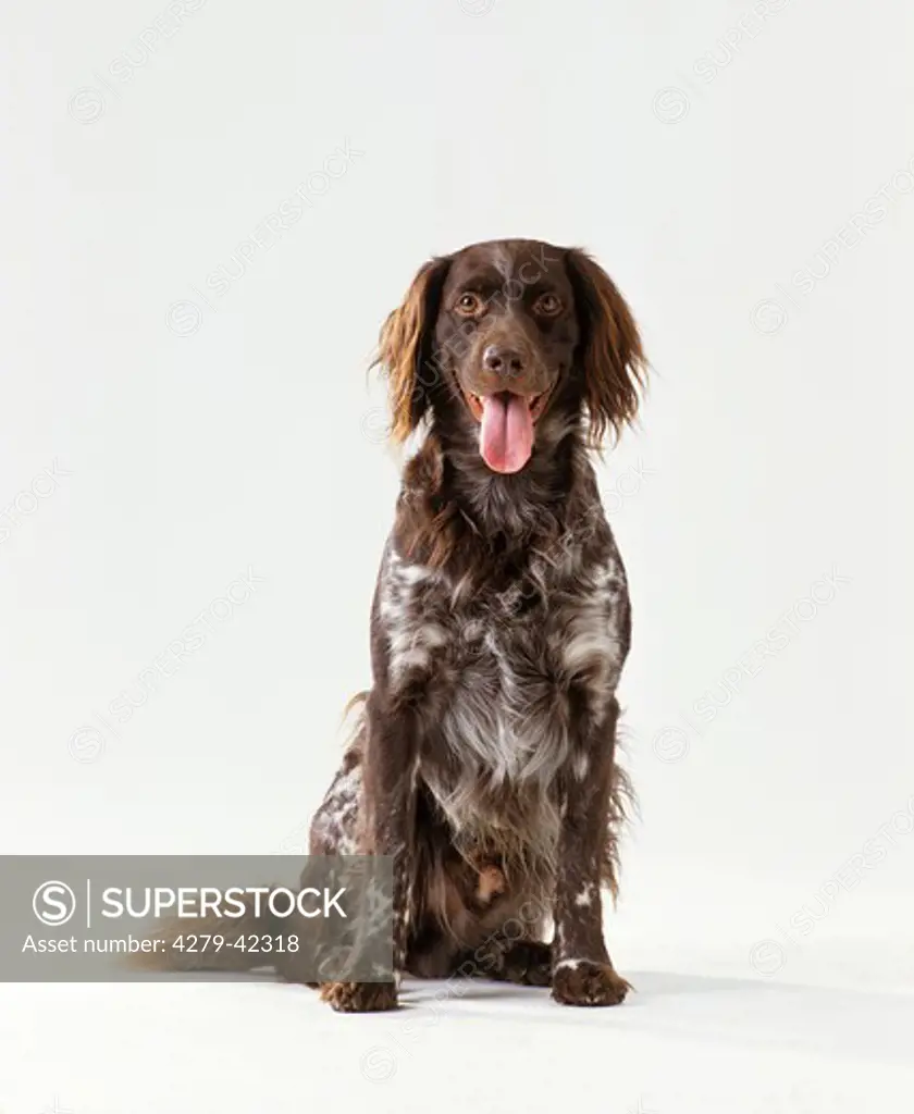 Small Munsterlander dog sitting frontal
