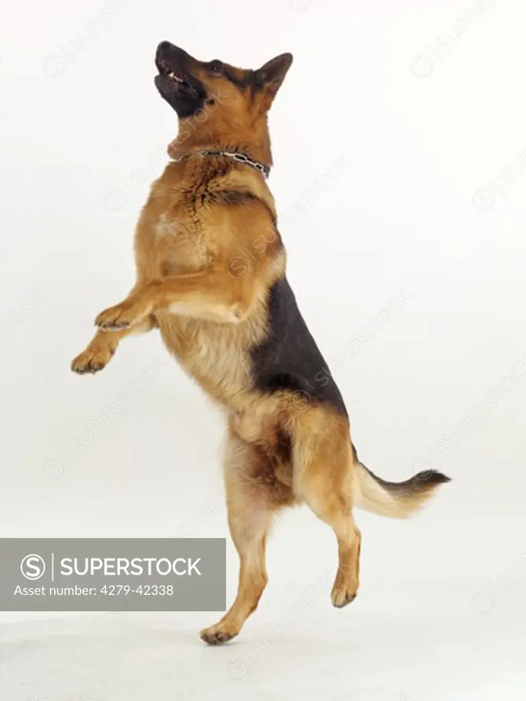 German Shepherd dog - jumping - cut out