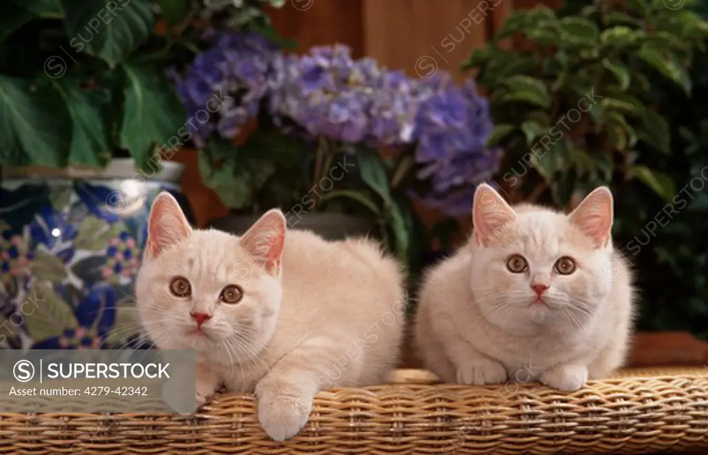 two young British Shorthair creme