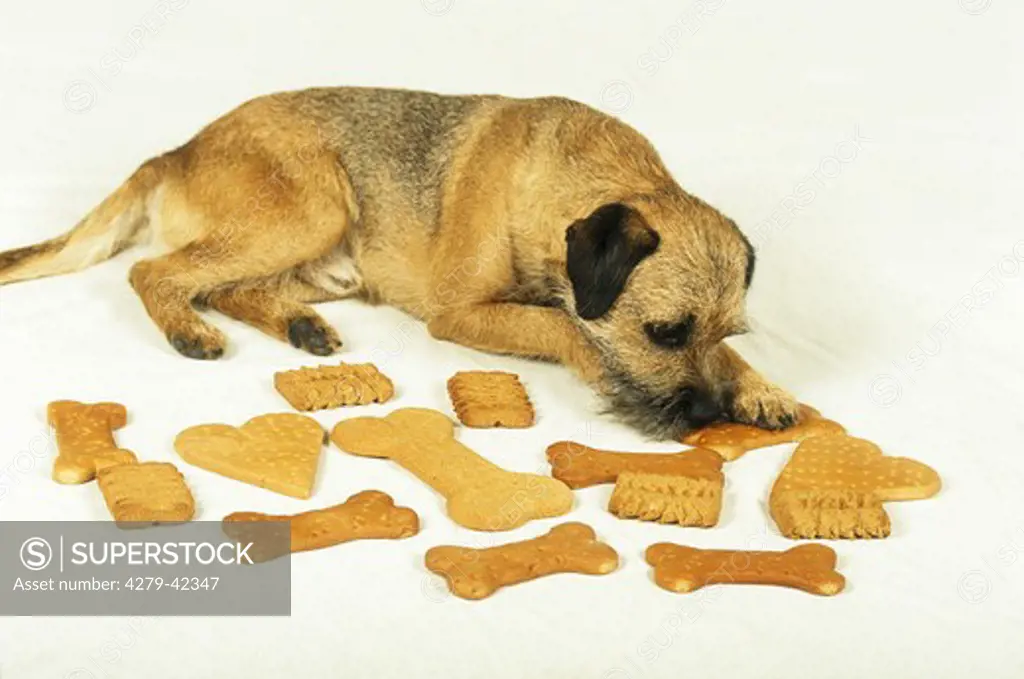 dog with various biscuits