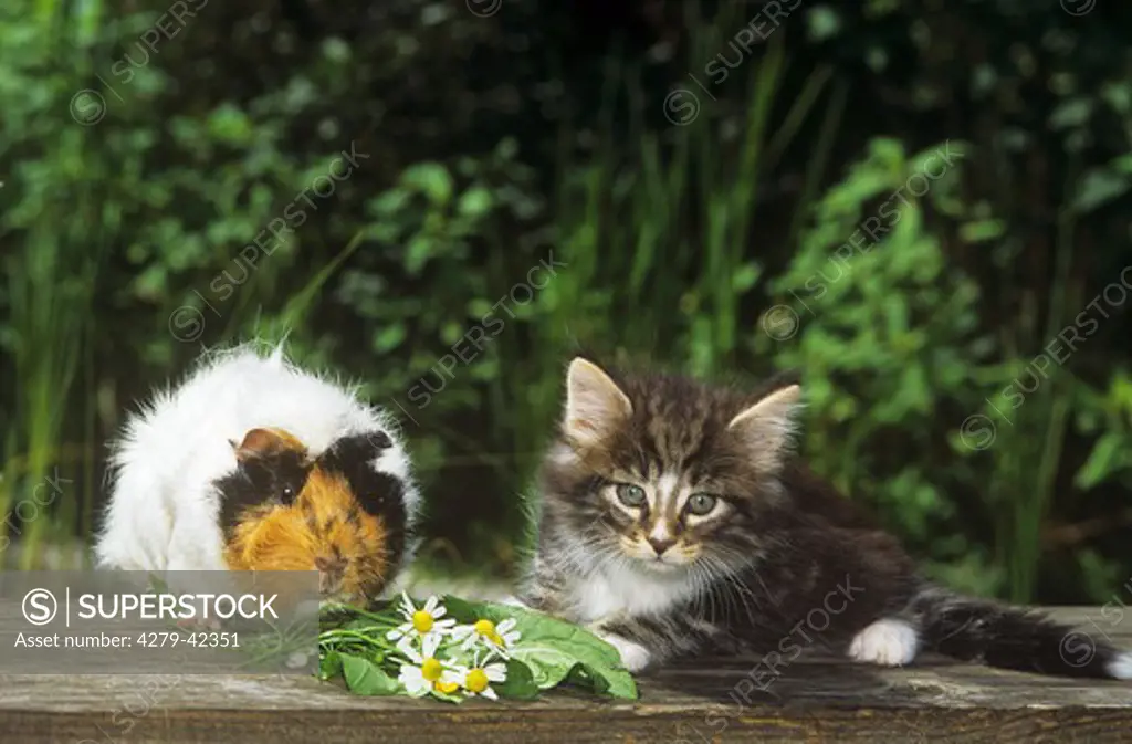 animal friendship : young Norwegian Forest cat and guinea pig