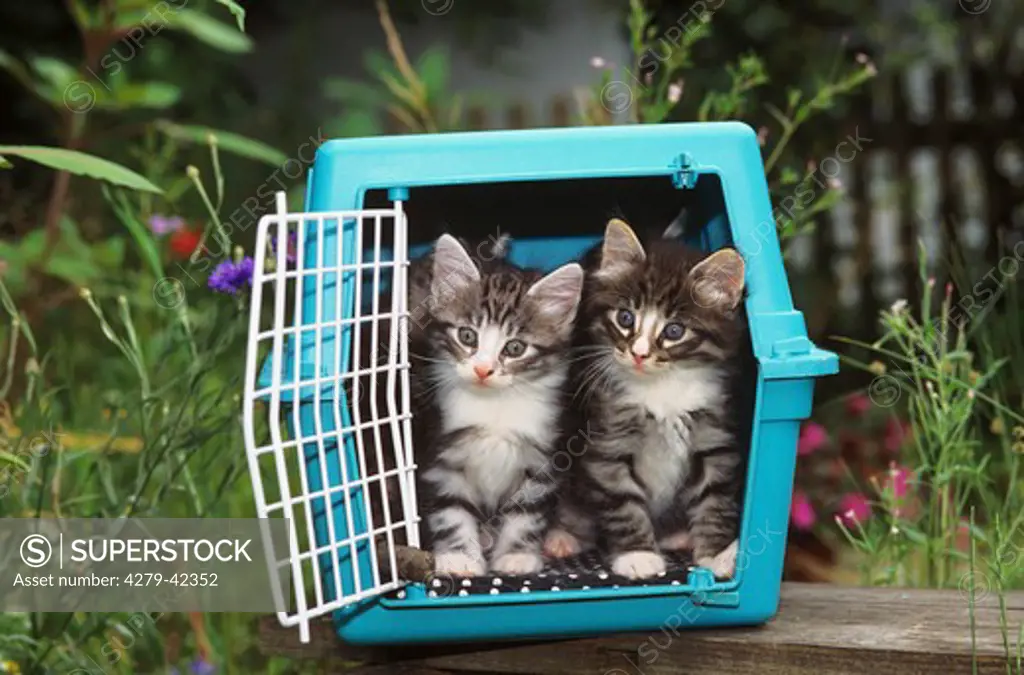 two young norwegian forest cats - transporting box ,