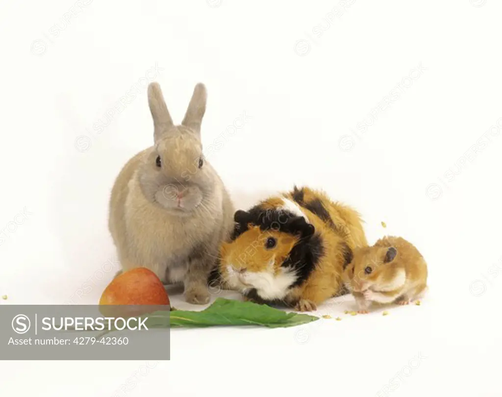 dwarf rabbit, guinea pig and golden hamster with food