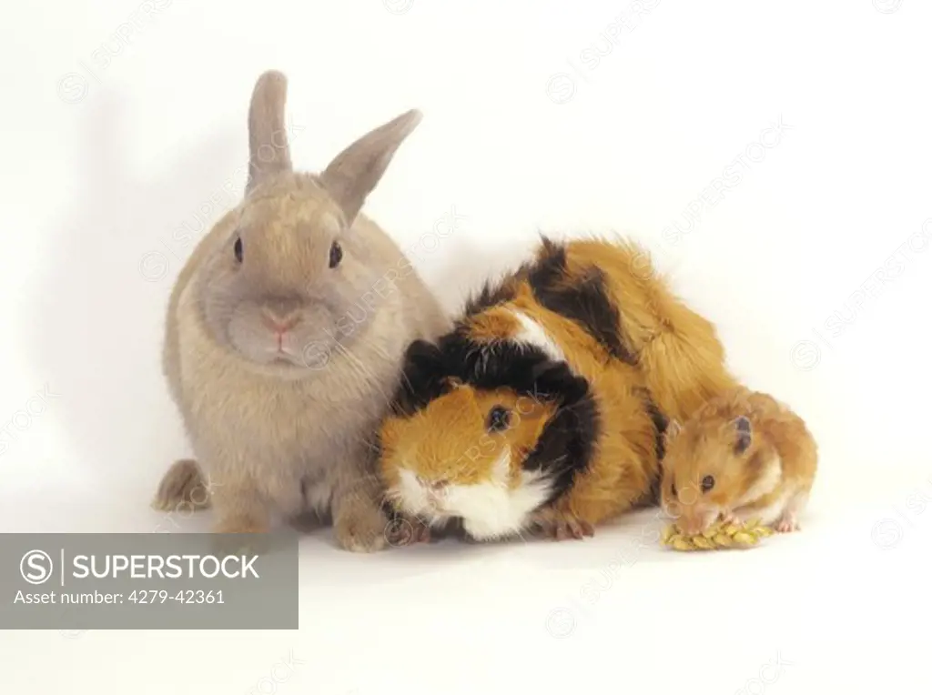dwarf rabbit, guinea pig and golden hamster
