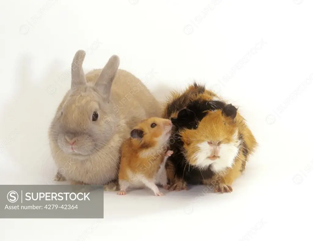 dwarf rabbit, golden hamster and guinea pig