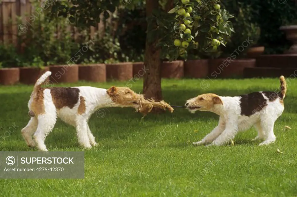 2 Wire haired Fox Terrier - pulling at rope