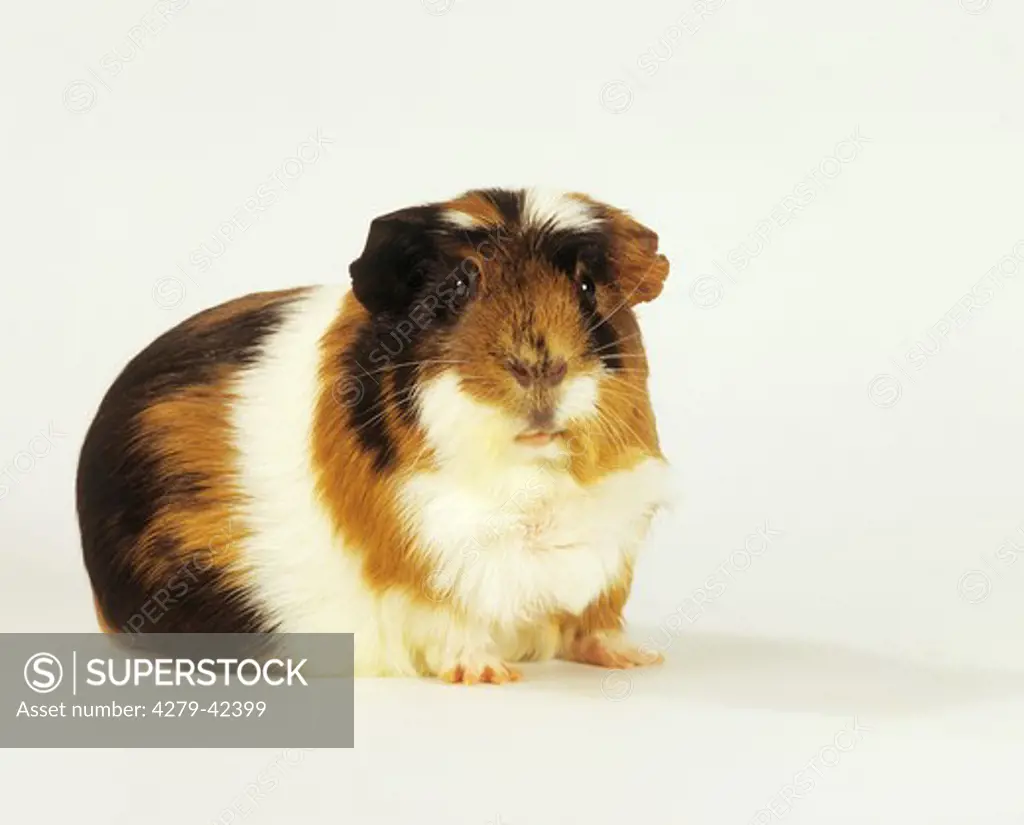 Crested guinea pig - cut out, Cavia spp.