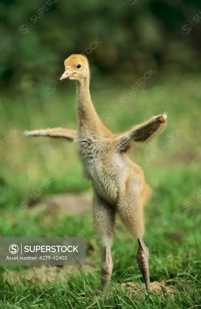young Common crane - trying to fly, Grus Grus