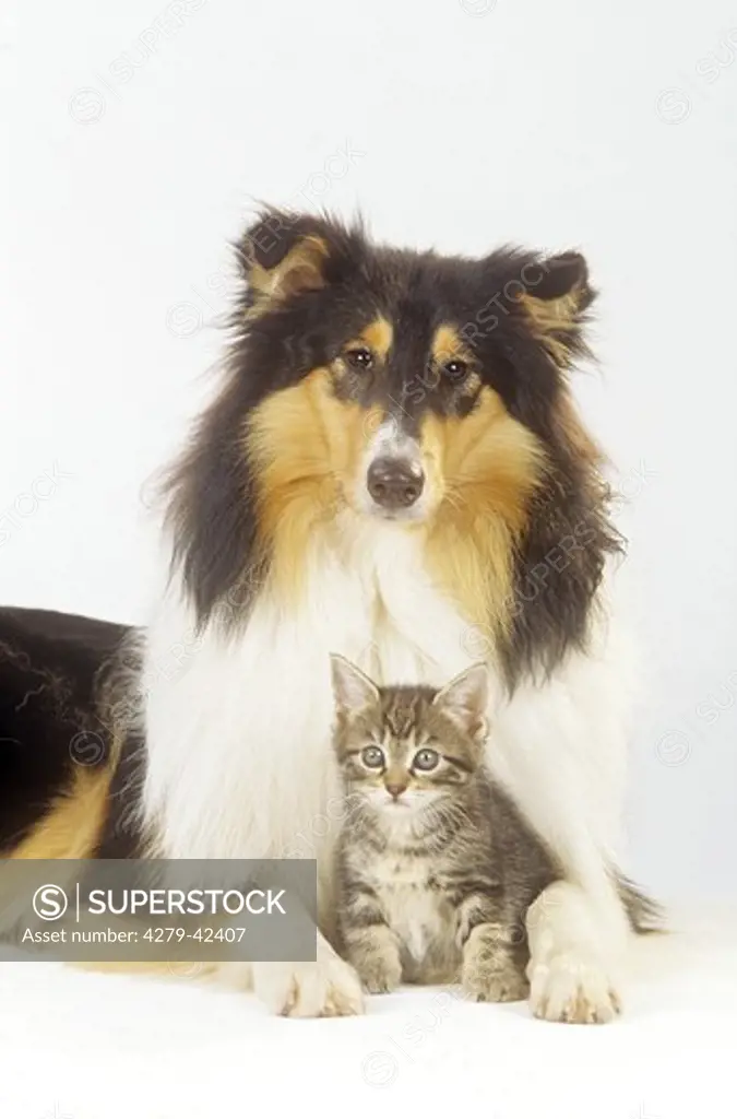 animal friendship: collie and domestic kitten
