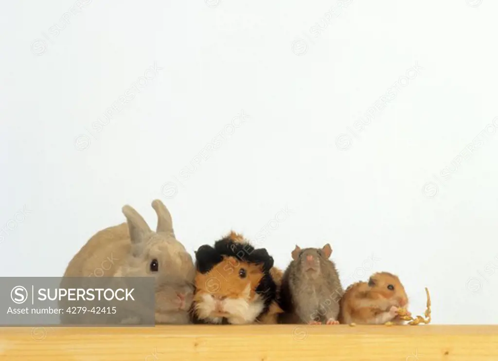 dwarf rabbit, guinea pig, rat and golden hamster