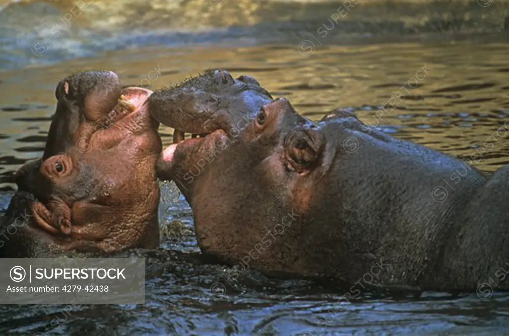 two hippos - mother with cub, Hippopotamus amphibius