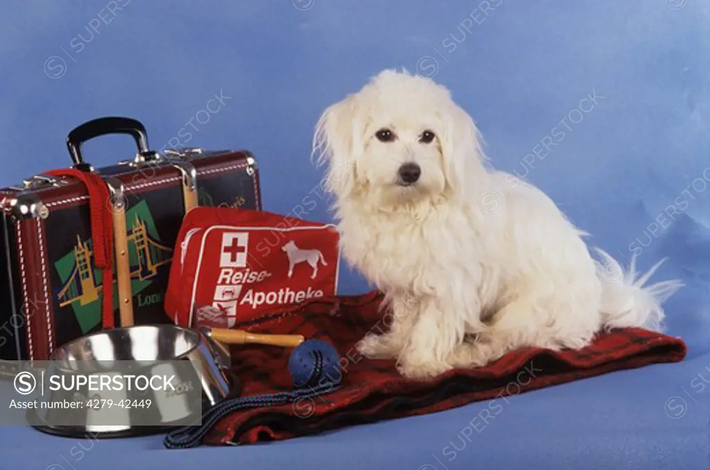 Bolognese dog with suitcase, feeding bowl and first-aid kit