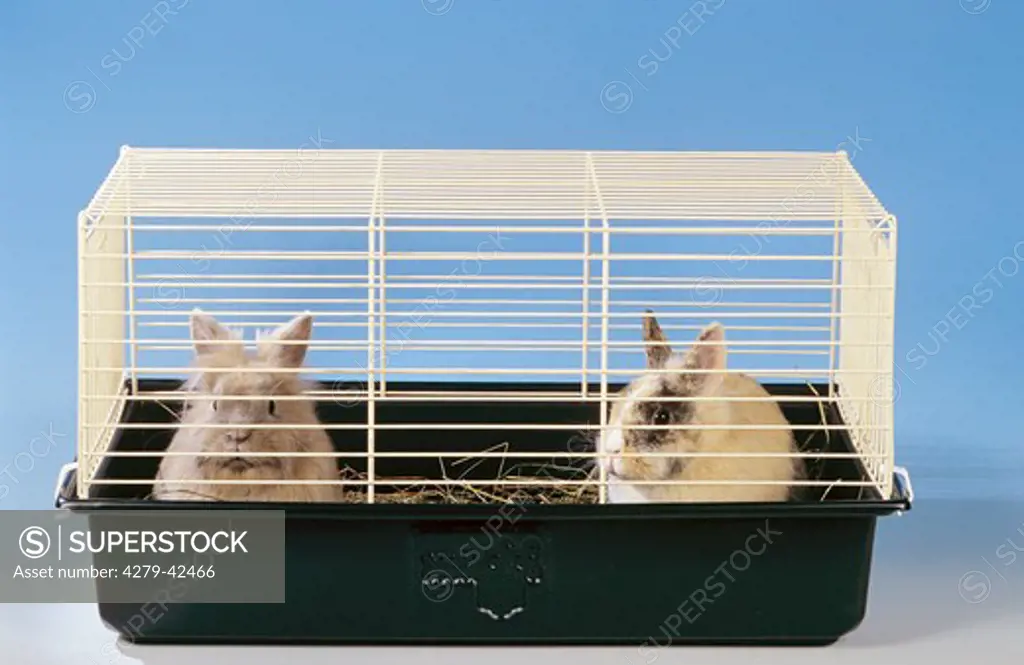two dwarf rabbits in a cage
