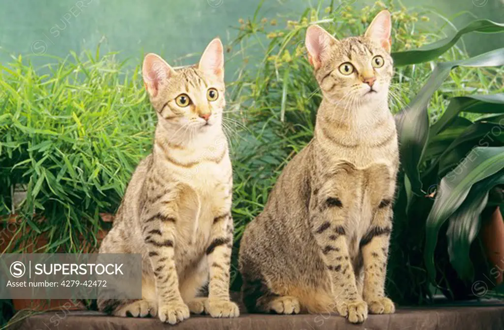 two Egyptian Mau Cats in plants
