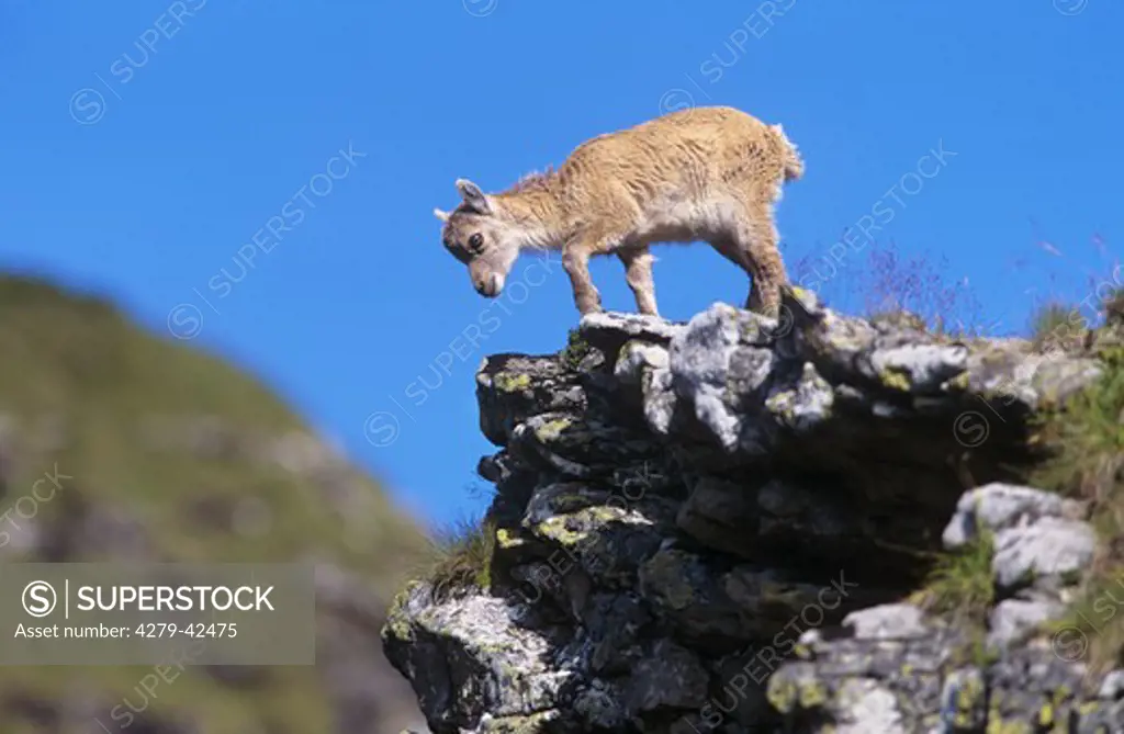 capra ibex, alpine ibex