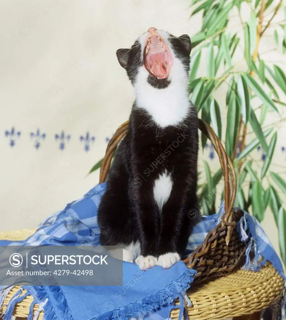 domestic cat - yawning