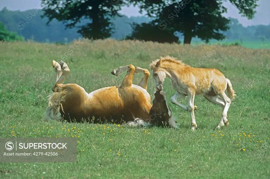 Haflinger and foal on meadow