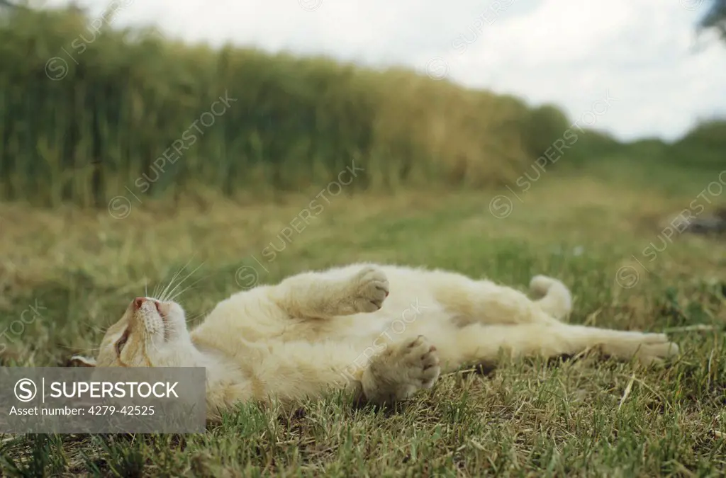 domestic cat - lying on meadow
