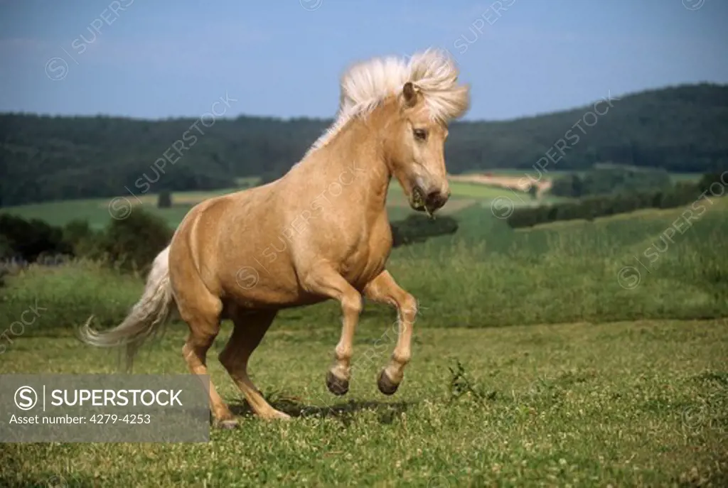 Icelandic horse - on meadow